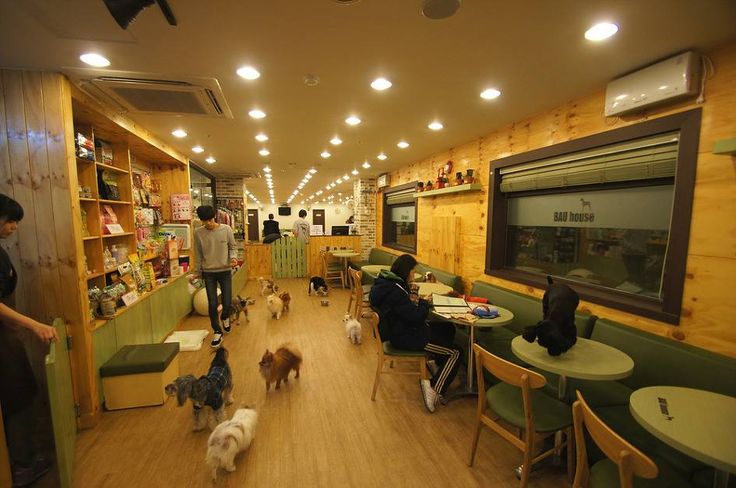 Cozy Pet-Friendly Cafe Design: Warm Atmosphere with Spacious Layout and Inviting Ambiance