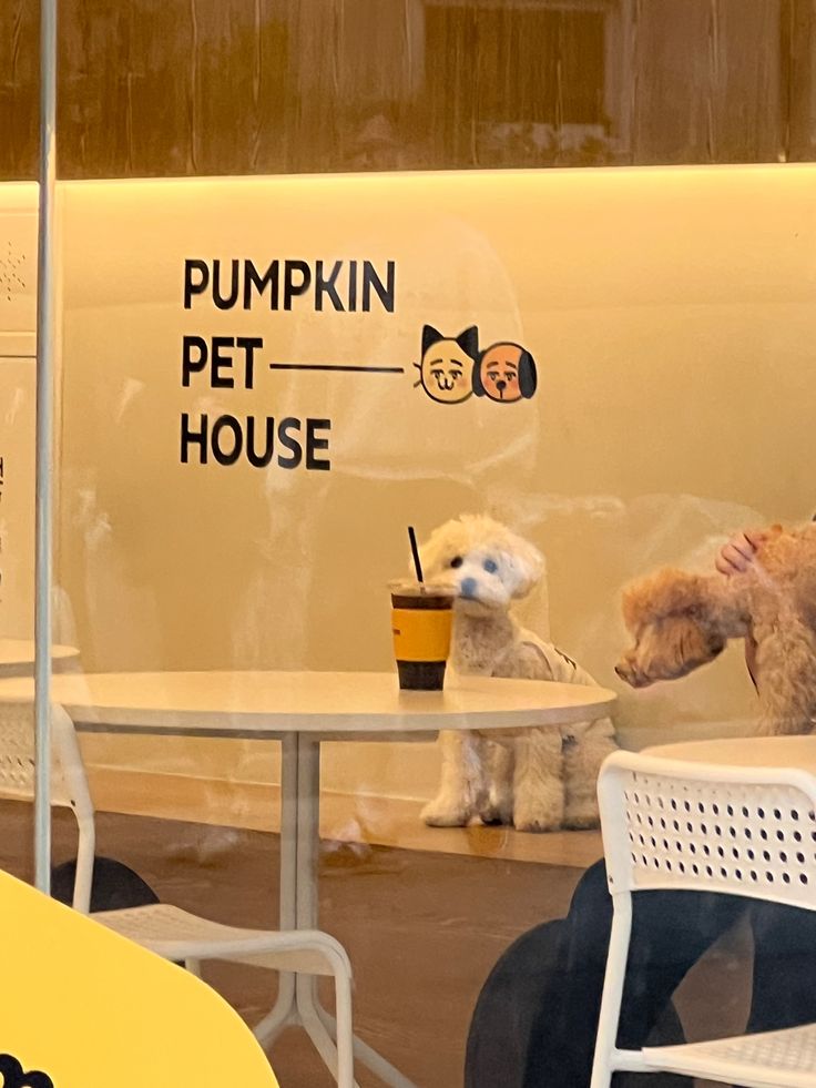 Modern Minimalist Cafe Design: Inviting Atmosphere for Pet Lovers