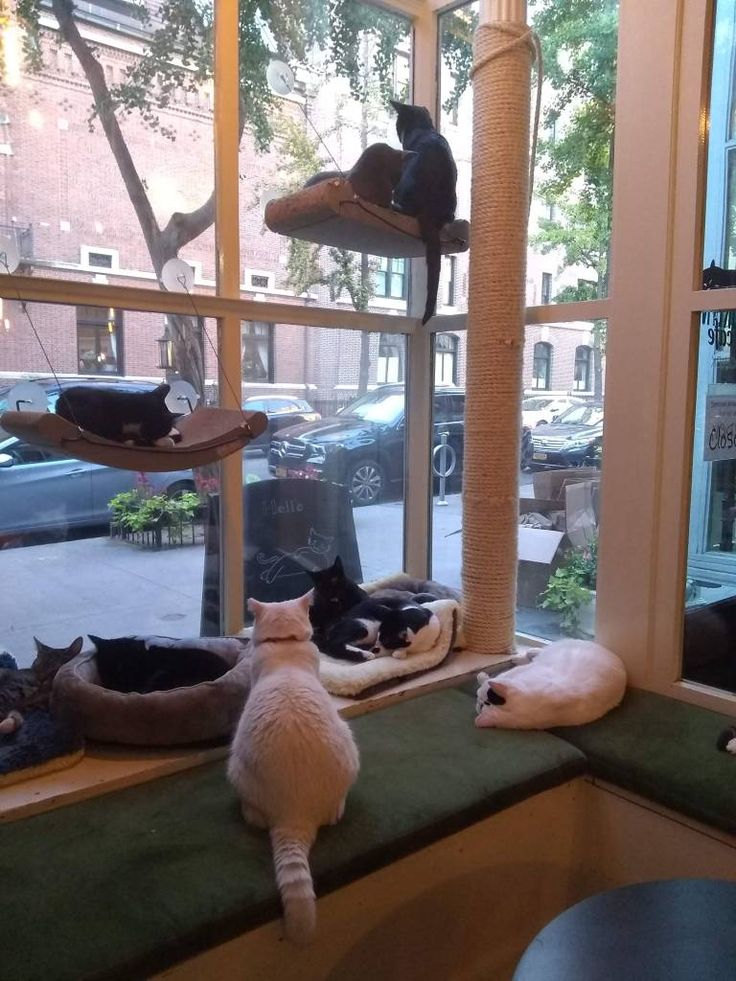 Cozy Cat Cafe: A Tranquil Haven for Cat Lovers and Relaxation