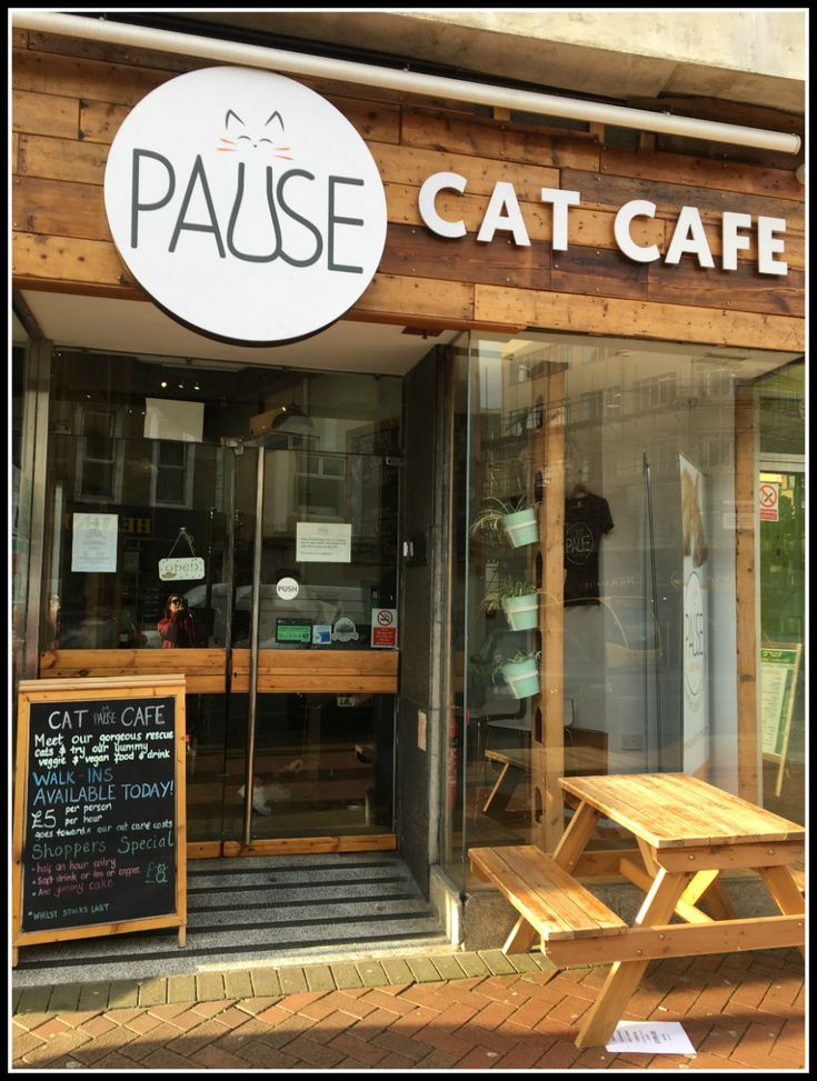 Inviting Cat Cafe Design Balances Rustic Charm with Contemporary Aesthetics