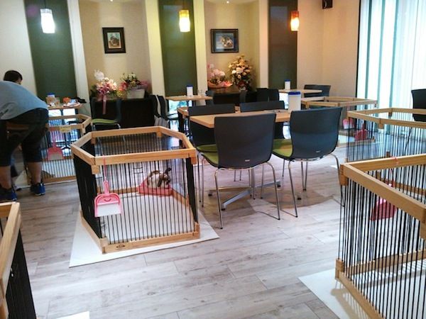 Modern Cafe Design: A Welcoming Atmosphere with Warm Decor and Pet-Friendly Enclosures