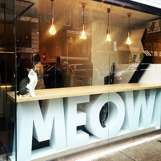 Charming Cafe Design Blends Contemporary Glass and Whimsical Cat Features